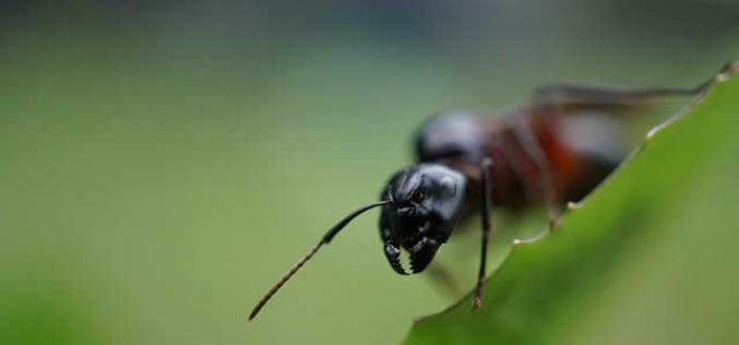 What Are The Most Common Pests You Need To Protect Your Home From In Autumn?