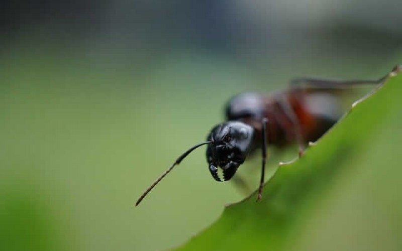 What Are The Most Common Pests You Need To Protect Your Home From In Autumn?