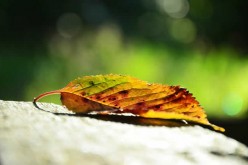 Autumn Renovations for the Winter Season