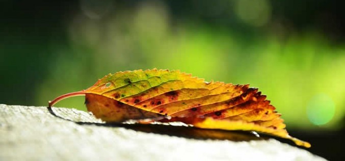 Autumn Renovations for the Winter Season