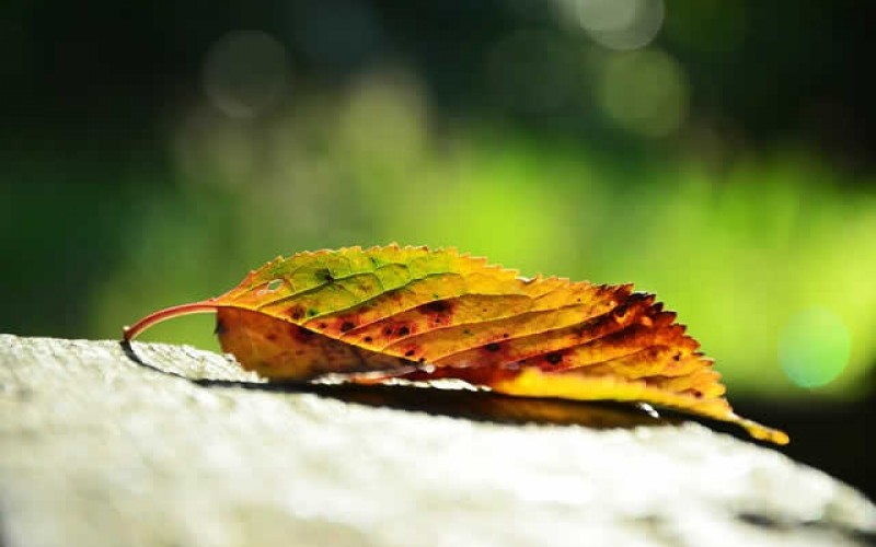 Autumn Renovations for the Winter Season