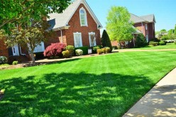 How to Bring Your Lawn Back to Life