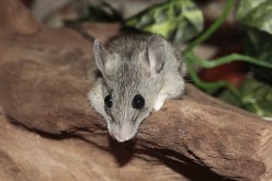 What Is Pest Control And How It Works?