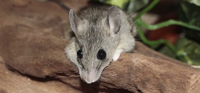 What Is Pest Control And How It Works?