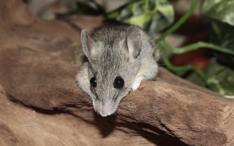 What Is Pest Control And How It Works?