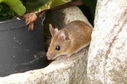 Home Wrecker! 3 Signs you Need Pest Control