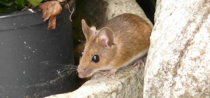 Home Wrecker! 3 Signs you Need Pest Control