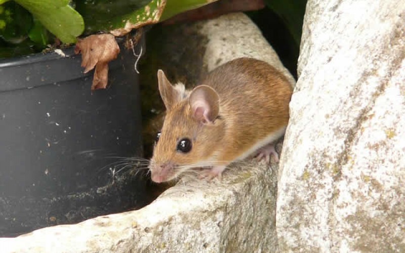 Home Wrecker! 3 Signs you Need Pest Control