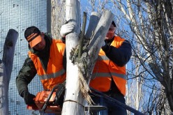 Landscaping Tips for Dealing With Trees On Your Property