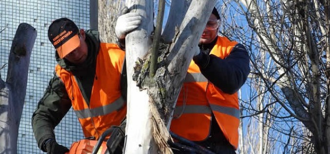 Landscaping Tips for Dealing With Trees On Your Property