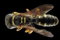 4 Climates Especially Prone to Home Pest Infiltration