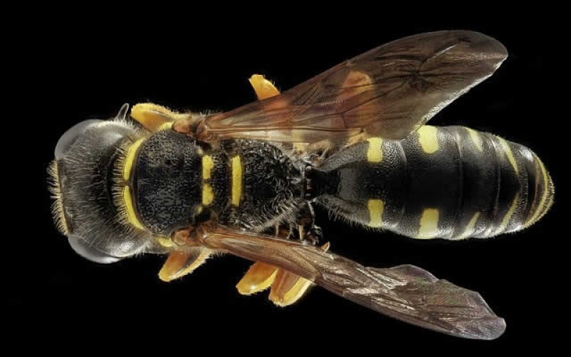 4 Climates Especially Prone to Home Pest Infiltration