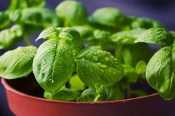 4 Tips For Growing Herbs Indoors During the Winter Season