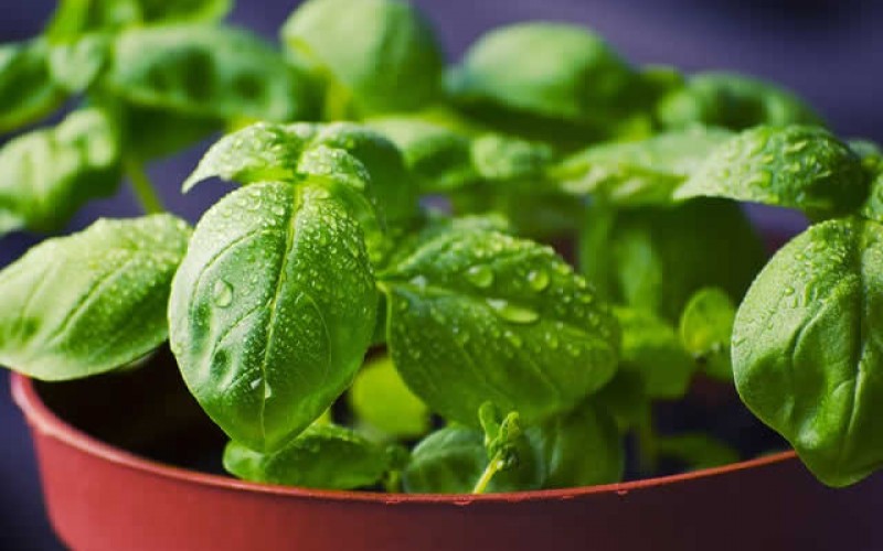 4 Tips For Growing Herbs Indoors During the Winter Season