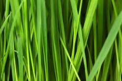Guide to Lawn Care: Grass Planting and Maintenance