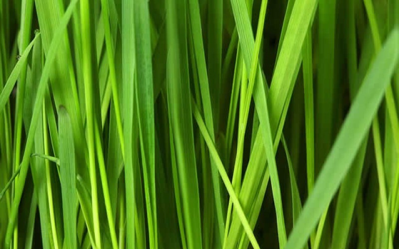 Guide to Lawn Care: Grass Planting and Maintenance