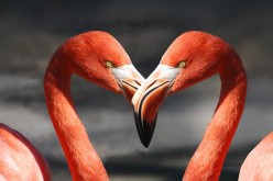 <span>Weekly Tip for Feb 14:</span> Happy Valentines (by Traveling)