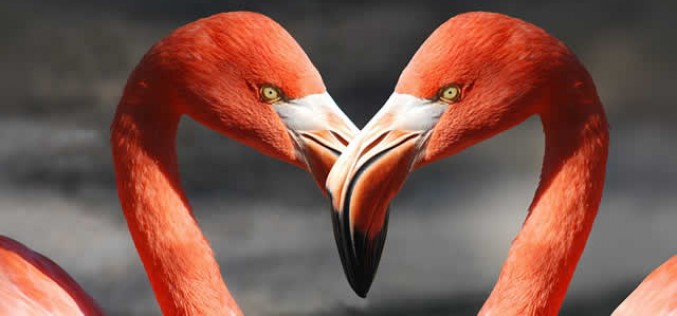 <span>Weekly Tip for Feb 14:</span> Happy Valentines (by Traveling)