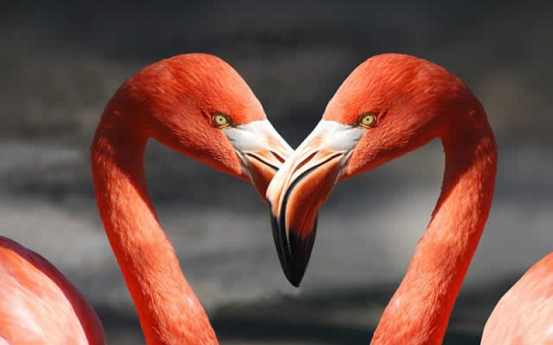 <span>Weekly Tip for Feb 14:</span> Happy Valentines (by Traveling)