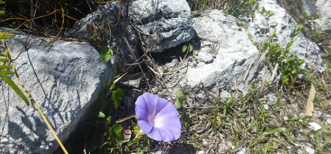 <span>Quick Checklist:&nbsp;&nbsp;&nbsp;&nbsp;</span> Create a Drought-Tolerant Garden with These Techniques