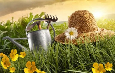 Garden Landscaping