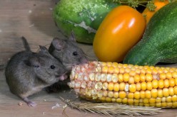<span>Quick Checklist:&nbsp;&nbsp;&nbsp;&nbsp;</span> How To Prevent Rodents From Infesting Your Home
