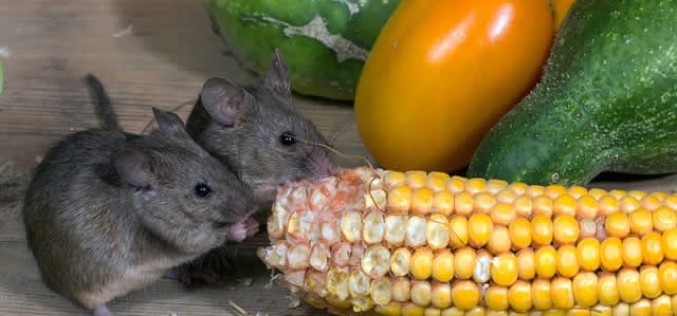 <span>Quick Checklist:&nbsp;&nbsp;&nbsp;&nbsp;</span> How To Prevent Rodents From Infesting Your Home
