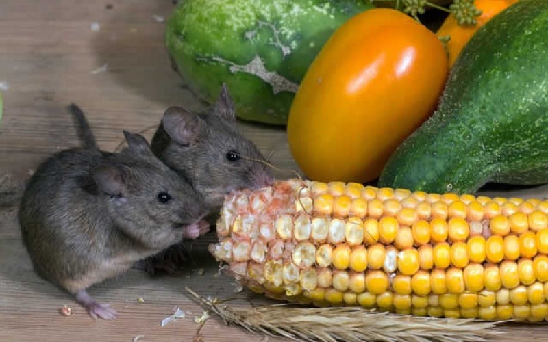 <span>Quick Checklist:&nbsp;&nbsp;&nbsp;&nbsp;</span> How To Prevent Rodents From Infesting Your Home