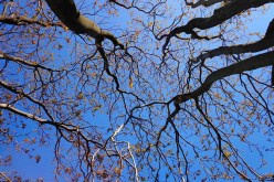 Deciding on the Best Time to Trim Trees
