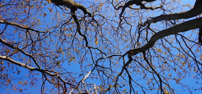 Deciding on the Best Time to Trim Trees
