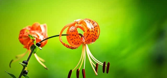 Spring & Summer DIY Backyard Projects