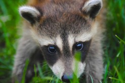 Spring Critters: How to Keep the Pests at Bay