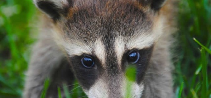 Spring Critters: How to Keep the Pests at Bay