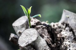 3 Ways to Prepare Your Backyard for Spring
