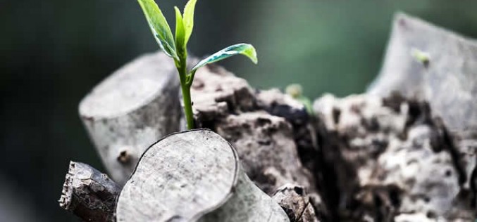 3 Ways to Prepare Your Backyard for Spring