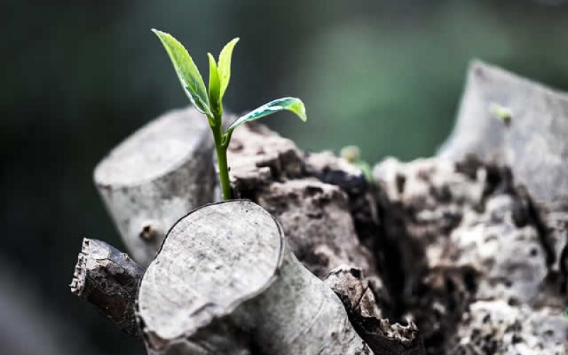 3 Ways to Prepare Your Backyard for Spring