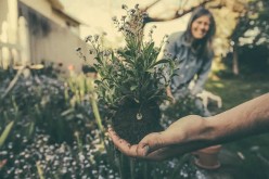Simple Spring Planting Guide For A Novice