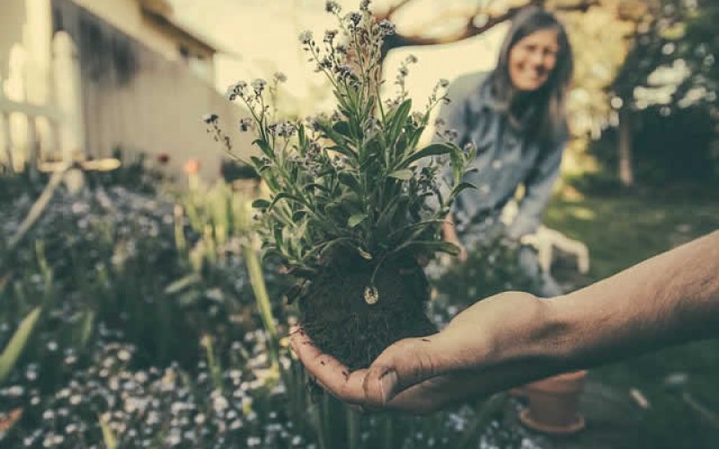 Simple Spring Planting Guide For A Novice