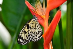 <span>Weekly Tip for April 24:</span> Make Your Yard This Summer’s Paradise