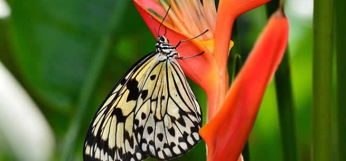 <span>Weekly Tip for April 24:</span> Make Your Yard This Summer’s Paradise