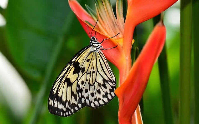 <span>Weekly Tip for April 24:</span> Make Your Yard This Summer’s Paradise