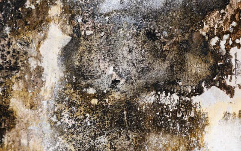 Your Home’s Secret Toxins: How To Remove Black Mold