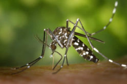 Mosquito Eradiation Programs – The Pros and Cons