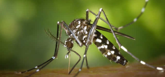 Mosquito Eradiation Programs – The Pros and Cons