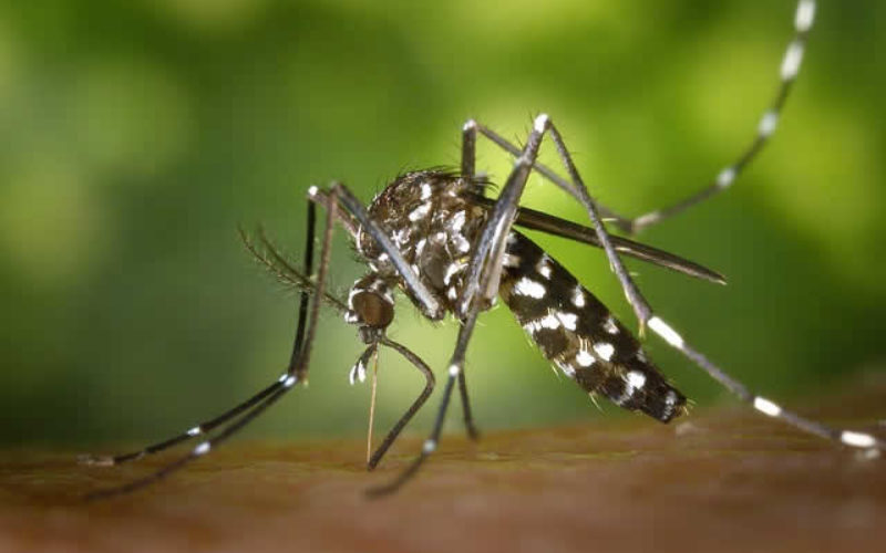 Mosquito Eradiation Programs – The Pros and Cons