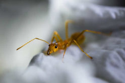 <span>Weekly Tip for May 22:</span> 5 Ways to Handle Pests in your Home this Spring