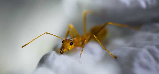 <span>Weekly Tip for May 22:</span> 5 Ways to Handle Pests in your Home this Spring