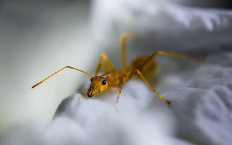 <span>Weekly Tip for May 22:</span> 5 Ways to Handle Pests in your Home this Spring