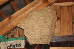 Attic Restoration Process From Wildlife Invasion Damage