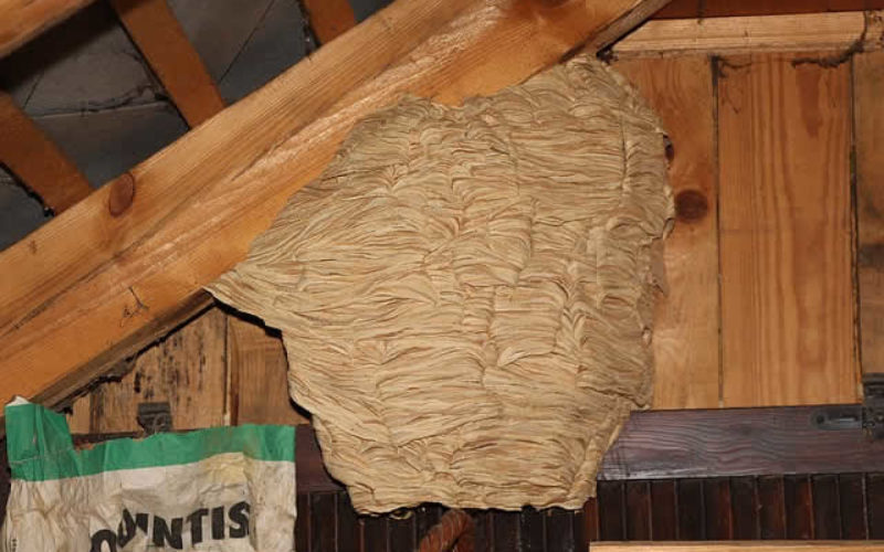 Attic Restoration Process From Wildlife Invasion Damage